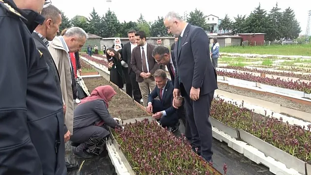 Salebin Merkezi 19 Mayıs'ta Hasat Heyecanı