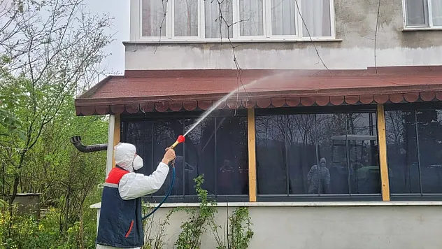 Salıpazar'ında kokarca alarmı