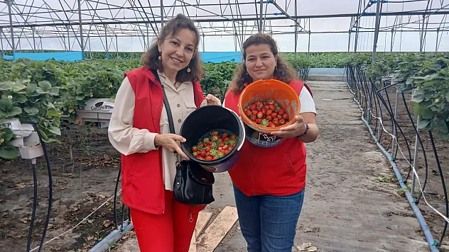 Samsun 19 Mayıs'ta Çilek üretimiyle çiftçinin yüzü gülüyor