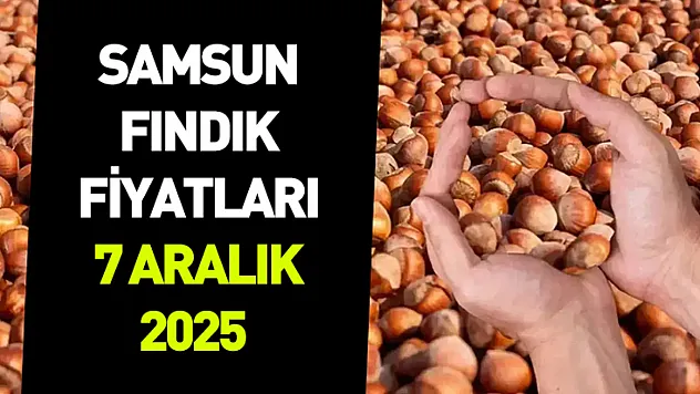 Samsun 7 Aralık 2025 Fındık Fiyatları | Piyasada Denge Arayışı Güçleniyor
