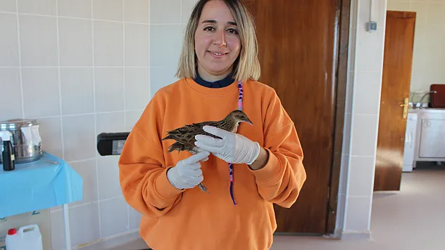 Samsun'a Gelen Nadir Misafir Tedavi Altında