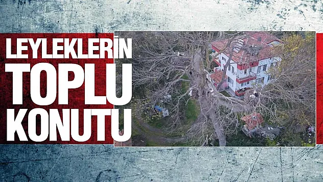 Samsun Alaçam'da Evin bahçesindeki ağaçlar  leyleklere yuva oldu