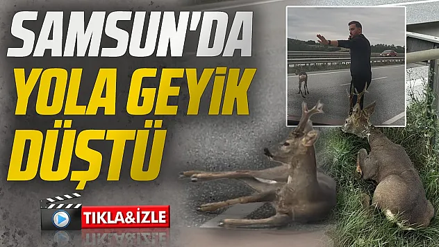 Samsun-Ankara Kara Yolunda Duyarlı Hareket: Yaralı Geyiğin Yardımına Koştular