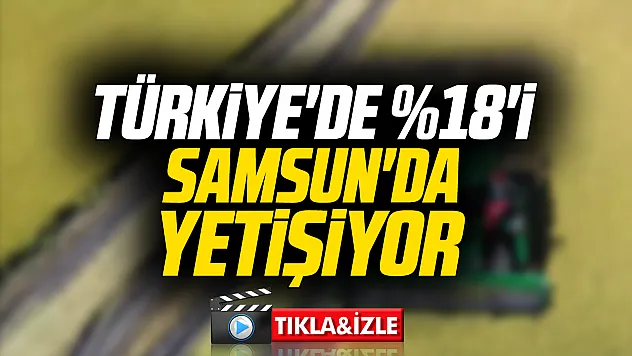 Samsun Bafra'da Çeltik Hasat Günü: Ağalık geliri tarım lisesine bağışlandı