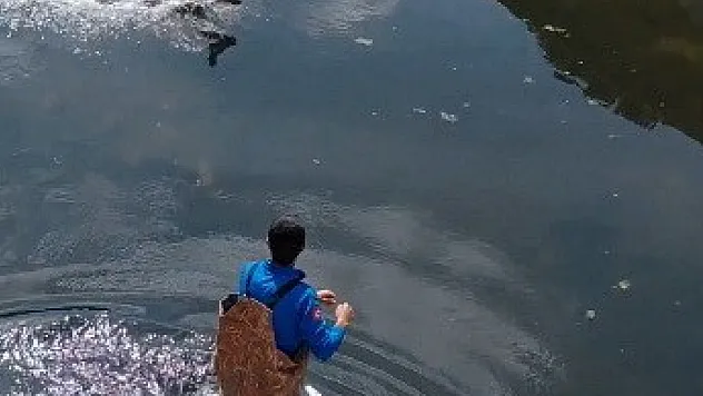 Samsun Bafra'da karacaya şefkat eli