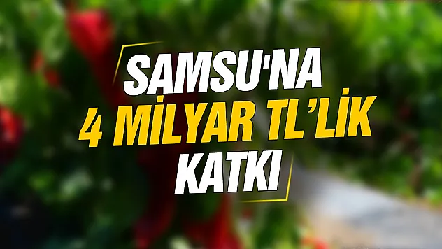 Samsun Bafra Ovası'nda 'kırmızı altın' hasadı başladı