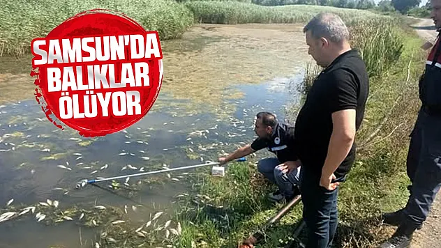 Samsun Çarşamba'da Dumanlı Gölü'ndeki balık ölümlerine inceleme