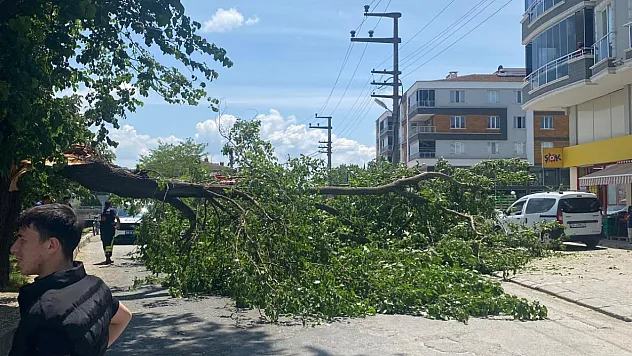 Samsun Çarşamba'da yola devrilen ağaç trafiği kapattı