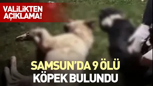 Samsun'da 9 Ölü Köpek Bulundu: Valilikten Açıklama!