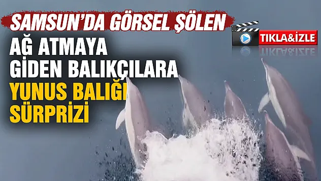 Samsun'da ağ atmaya giden balıkçılara yunus balığı sürprizi