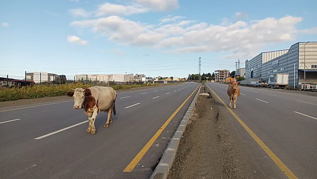 Samsun'da ana yola inen büyükbaş hayvanlar trafiği kilitledi