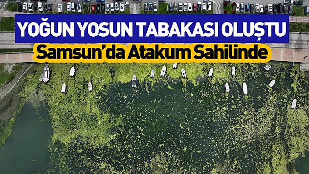 Samsun'da Atakum sahilinde yosun tabakası oluştu