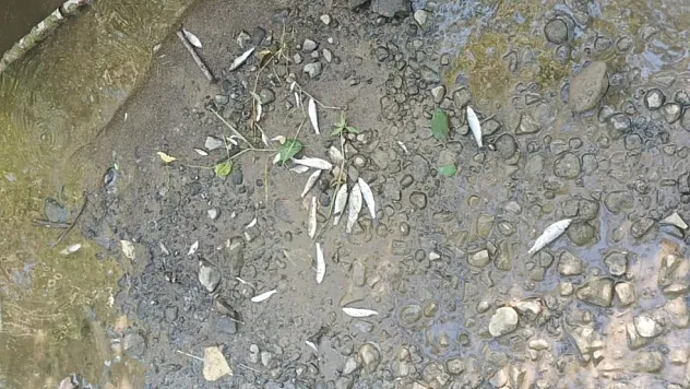 Samsun'da balık ölümlerine sebep olan tesise 839 bin lira ceza