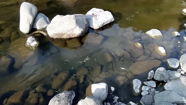 Samsun'da balık ölümleriyle ilgili harekete geçildi