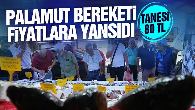 Samsun'da balık tezgahlarında palamut bereketi