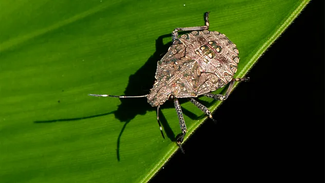 Samsun'da belediyelerden kahverengi kokarca seferberliği