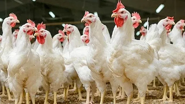 Samsun'da beyaz et firmasına kayyum atandı