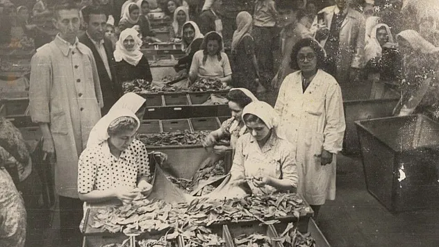 Samsun'da bir tütün dramı: Zarif parmaklı kızlar