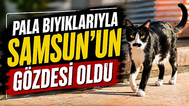 Samsun'da bıyıklarıyla ünlenen sokak kedisi: Pala Remzi