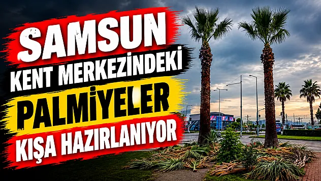Samsun'da Cumhuriyet Meydanı'ndaki palmiye ağaçlarına sonbahar-kış bakımı