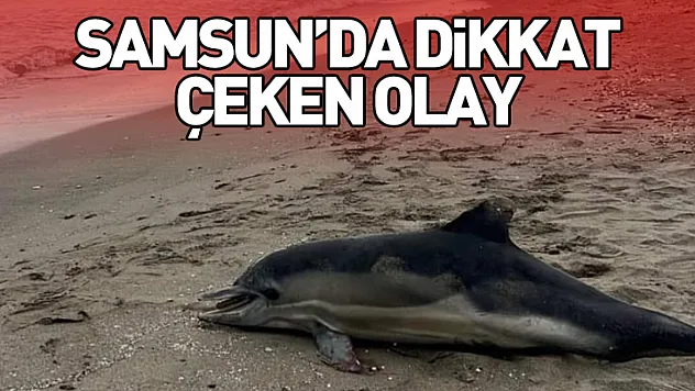 Samsun'da dikkat çeken olay