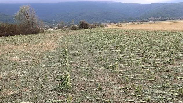 Samsun'da dolu 40 bin dekar tarım arazisini vurdu