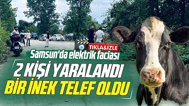 Samsun'da elektrik faciası: 2 kişi yaralandı, bir inek telef oldu