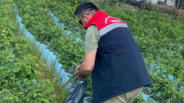 Samsun'da fidancılık işletmelerine denetim