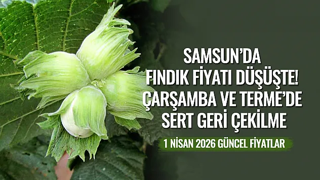 Samsun'da fındık fiyatı düşüşte! Çarşamba ve Terme'de Sert Geri Çekilme
