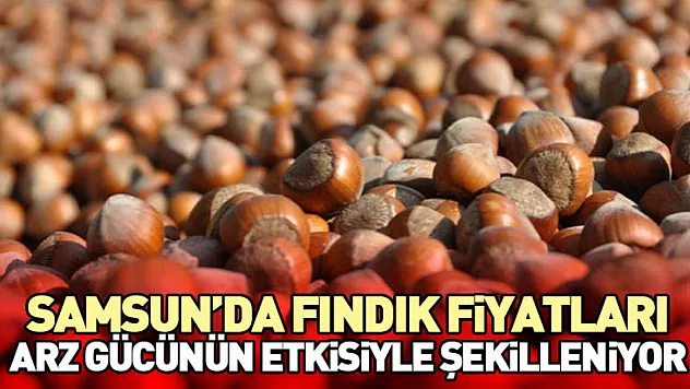 Samsun'da Fındık Fiyatları Arz Gücünün Etkisiyle Şekilleniyor