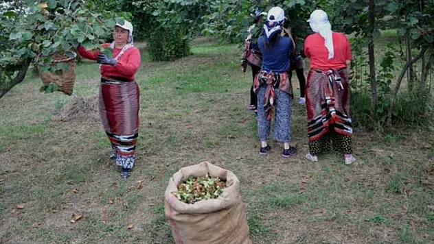 Samsun'da fındık fiyatları belli oldu: İşte güncel fiyat listesi