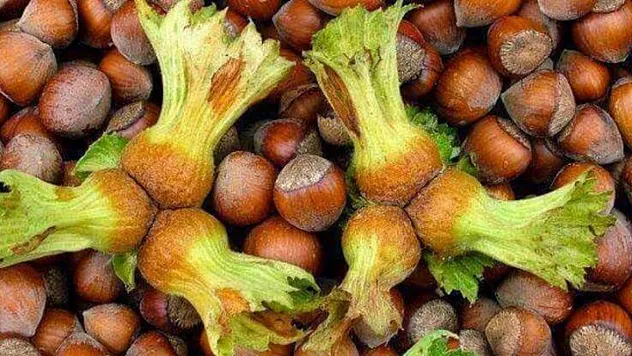 Samsun'da fındık fiyatları dengeli seyrediyor