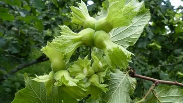 Samsun'da Fındık Hasat Takvimi Açıklandı