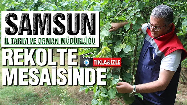 Samsun'da fındık rekolte çalışmaları başladı