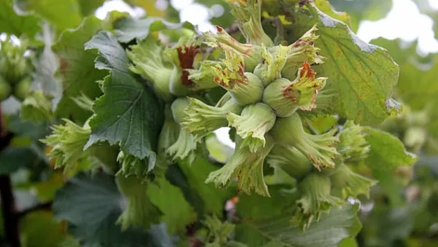 Samsun'da fındık üreticisi temkinli, gözler serbest piyasada