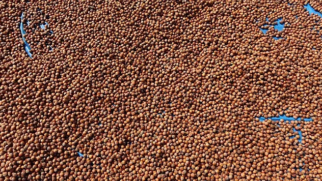 Samsun'da fındıkta bekleyiş Sürüyor: İşte güncel fındık fiyatları