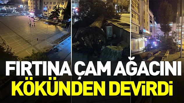 Samsun'da fırtına çam ağacını kökünden devirdi