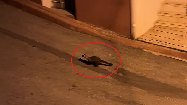 Samsun'da gece ortaya çıktılar! Mahalle sakinleri cep telefonuyla görüntüledi