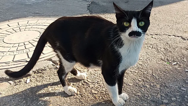 Samsun'da gören bir daha bakıyor: Pala bıyıklı kedi
