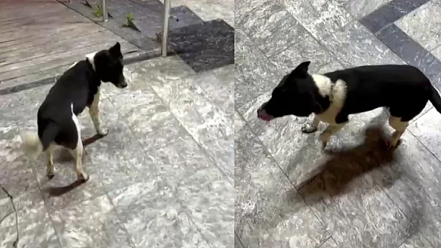 Samsun'da inanılmaz olay! At çiftliğindeki köpek kendini at sanıyor...