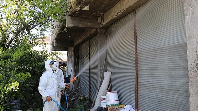Samsun'da kahverengi kokarca ile mücadelede taviz yok!