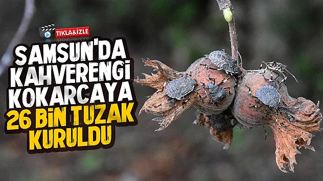Samsun'da kahverengi kokarcaya 'Cezbet yok et' taktiğiyle 26 bin tuzak kuruldu