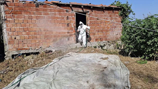 Samsun'da kahverengi kokarcaya karşı mücadele sürüyor
