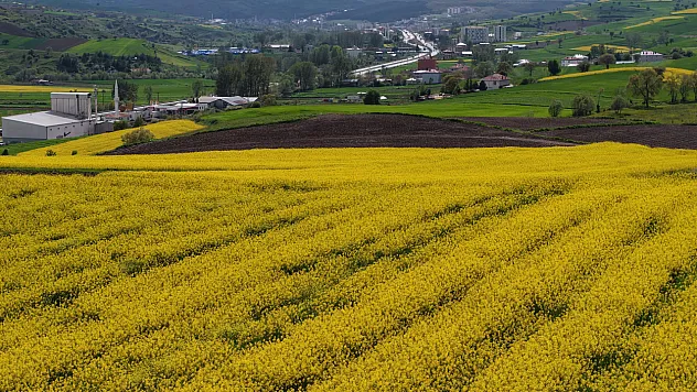 Samsun'da kanola üretimi 47 bin dekara ulaştı: Ekonomiye 350 milyon TL katkı
