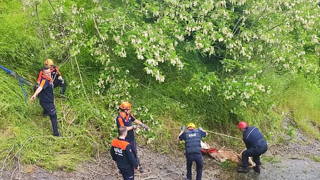 Samsun'da kayalıklara düşen düveler kurtarıldı