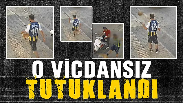 Samsun'da kediye tekme atan şüpheli tutuklandı