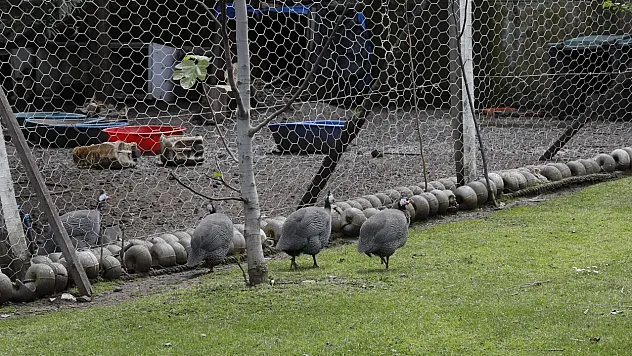 Samsun'da Kene ve Kokarcaya Karşı 'Beç Tavuğu' Timi!