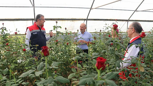Samsun'da kesme çiçek üretimi 7 milyon adedi aştı