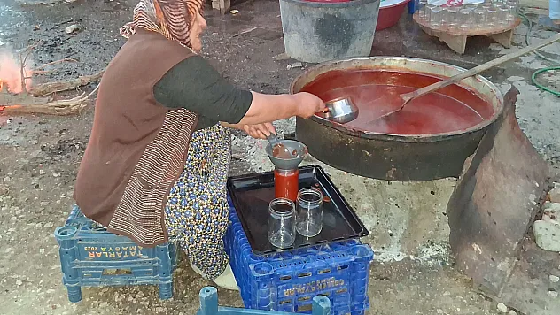 Samsun'da Kuşburnu mesaisi başladı