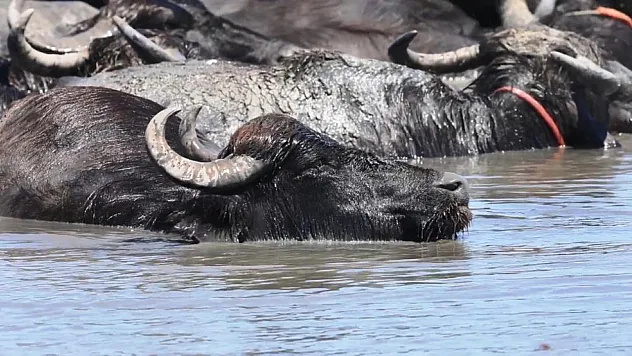 Samsun'da Mandaların Kızılırmak Deltası'nda Serinleme Keyfi